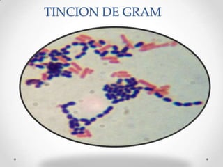 TINCION DE GRAM