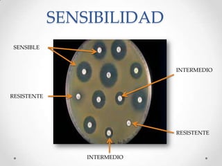 SENSIBILIDAD
SENSIBLE
INTERMEDIO
RESISTENTE
RESISTENTE
INTERMEDIO