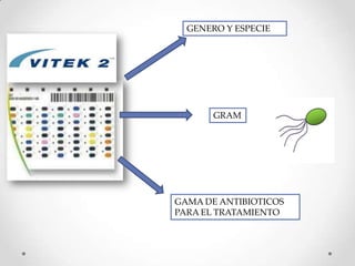 GENERO Y ESPECIE
GRAM
GAMA DE ANTIBIOTICOS
PARA EL TRATAMIENTO