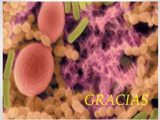 GRACIAS