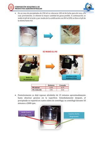 COMPOSICIÓN BIOQUÍMICA DE
PRODUCTOS AGROINDUSTRIALES
 En un vaso de precipitados de 250 ml se colocaron 100 ml de leche pura de vaca, a la
cual, previamente, se eliminó la mayor cantidad de grasa posible. A continuación, se
midió el pH de la leche y por medio de la acidificación con HCl al 20% se llevo el pH de
la misma hasta 4.0.
SE MIDIÓ EL PH
 Posteriormente se dejó reposar alrededor de 15 minutos aproximadamente
hasta observar grumos en la superficie. Inmediatamente después, el
precipitado se repartió en cuatro tubos de centrifuga; se centrifugó durante 10
minutos a 2000 rpm.
Holstein Cruzada
Ph inicial 6.70 6.77
Ph reducido 3.95 4.01
Medir Ph
Ph (inicial)= 6.7
Añadimos ácido
fosfolico (10%)
Acido (suero,
amarillo claro)
Caseína (leche
desgrasada)
 