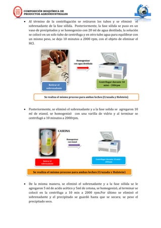 COMPOSICIÓN BIOQUÍMICA DE
PRODUCTOS AGROINDUSTRIALES
Centrifugar durante 10
mint – 200rpm
Se realiza el mismo proceso para ambas leches (Cruzada y Holstein)
Homogenizar
con agua destilada
Homogenizar
con etanol
Centrifugar durante 10 mint –
200rpm
Se realiza el mismo proceso para ambas leches (Cruzada y Holstein)
 Al término de la centrifugación se retiraron los tubos y se eliminó el
sobrenadante de la fase sólida. Posteriormente, la fase sólida se puso en un
vaso de precipitados y se homogenizo con 20 ml de agua destilada, la solución
se colocó en un solo tubo de centrifuga y en otro tubo agua para equilibrar con
un mismo peso, se dejo 10 minutos a 2000 rpm, con el objeto de eliminar el
HCl.
 Posteriormente, se eliminó el sobrenadante y a la fase solida se agregaron 10
ml de etanol, se homogenizó con una varilla de vidrio y al terminar se
centrifugó a 10 minutos a 2000rpm.
 De la misma manera, se eliminó el sobrenadante y a la fase sólida se le
agregaron 5 ml de acido acético y 5ml de cetona, se homogenizó, al terminar se
colocó en la centrifuga a 10 min a 2000 rpm.Por último se eliminó el
sobrenadante y el precipitado se guardó hasta que se secara; se peso el
precipitado seco.
Retirar el
sobrenadante
Retirar el
sobrenadante
CASEINA
 