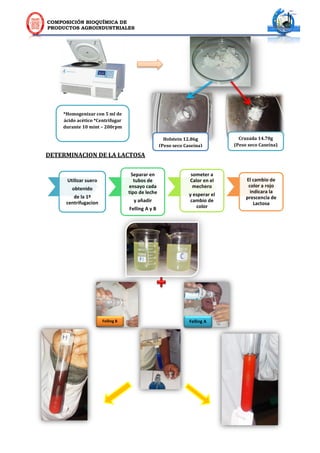 COMPOSICIÓN BIOQUÍMICA DE
PRODUCTOS AGROINDUSTRIALES
*Homogenizar con 5 ml de
ácido acético *Centrifugar
durante 10 mint – 200rpm
Holstein 12.86g
(Peso seco Caseína)
Cruzada 14.70g
(Peso seco Caseína)
DETERMINACION DE LA LACTOSA
Utilizar suero
obtenido
de la 1º
centrifugacion
Separar en
tubos de
ensayo cada
tipo de leche
y añadir
Felling A y B
someter a
Calor en el
mechero
y esperar el
cambio de
color
El cambio de
color a rojo
indicara la
prescencia de
Lactosa
V
Felling B Felling A
 