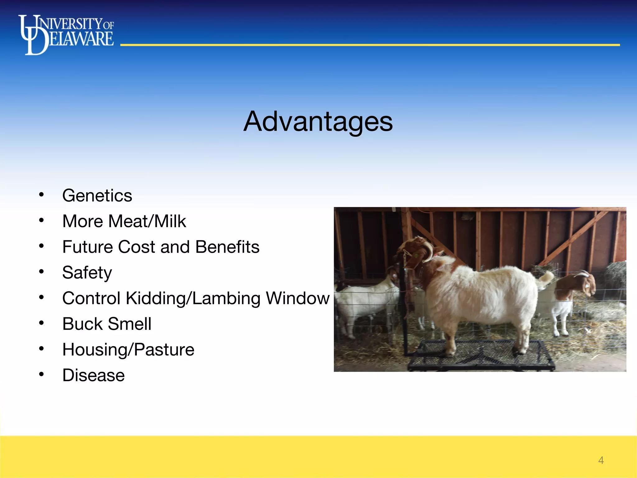 Ai small rum_15 | PPT