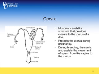 Cervix
11
• Muscular canal-like
structure that provides
closure to the uterus of a
doe.
• Protects the uterus during
pregnancy.
• During breeding, the cervix
also assists the movement
of sperm from the vagina to
the uterus.
 