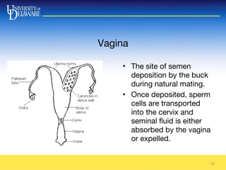 Vagina
12
• The site of semen
deposition by the buck
during natural mating.
• Once deposited, sperm
cells are transported
into the cervix and
seminal fluid is either
absorbed by the vagina
or expelled.
 
