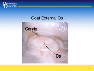 Goat External Os
14
 