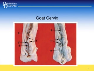 Goat Cervix
15
 