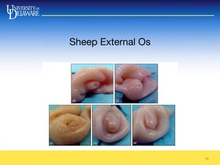 Sheep External Os
16
 