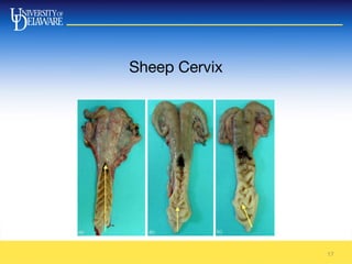 Sheep Cervix
17
 