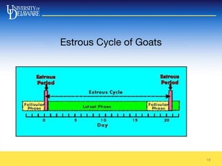 Estrous Cycle of Goats
18
 