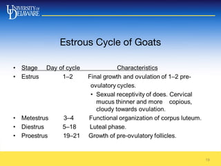 Estrous Cycle of Goats
19
 