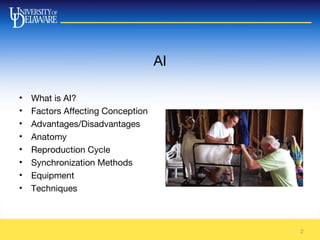 AI
• What is AI?
• Factors Affecting Conception
• Advantages/Disadvantages
• Anatomy
• Reproduction Cycle
• Synchronization Methods
• Equipment
• Techniques
2
 