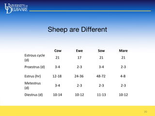 Sheep are Different
   Cow Ewe Sow Mare
Estrous cycle 
(d)
21 17 21 21
Proestrus (d) 3-4 2-3 3-4 2-3
Estrus (hr) 12-18  24-36  48-72  4-8 
Metestrus 
(d) 
3-4 2-3 2-3 2-3
Diestrus (d)  10-14 10-12 11-13 10-12
20
 