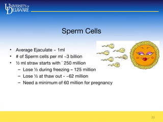 Sperm Cells
• Average Ejaculate ~ 1ml
• # of Sperm cells per ml ~3 billion
• ½ ml straw starts with ` 250 million
– Lose ½ during freezing – 125 million
– Lose ½ at thaw out - ~62 million
– Need a minimum of 60 million for pregnancy
23
 