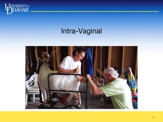 Intra-Vaginal
29
 