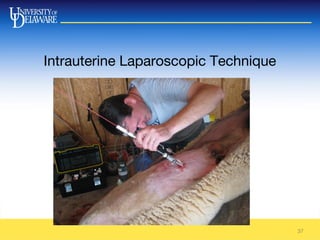 37
Intrauterine Laparoscopic Technique
 
