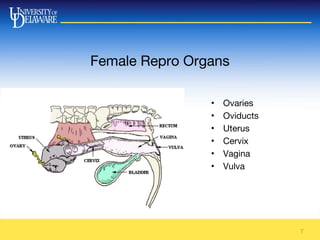 Female Repro Organs
7
• Ovaries
• Oviducts
• Uterus
• Cervix
• Vagina
• Vulva
 