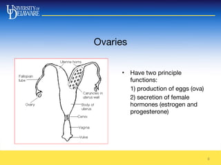 Ovaries
8
• Have two principle
functions:
1) production of eggs (ova)
2) secretion of female
hormones (estrogen and
progesterone)
 