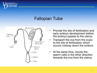 Fallopian Tube
9
• Provide the site of fertilization and
early embryo development before
the embryo passes to the uterus.
• Transport the ova from the ovary
to the site of fertilization which
occurs midway down the oviduct.
• At the same time, moves the
sperm cells in the other direction
towards the ova from the uterus.
 