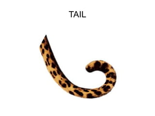 TAIL

 