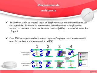  En 1997 en Japón se reportó cepas de Staphylococcus meticilinoresistente con
susceptibilidad disminuida a vancomicina definidos como Staphylococcus
aureus con resistencia Intermedia a vancomicina (VIRSA) con una CMI entre 8 y
16ug/mL.
 En el 2002 se reportaron las primeras cepas de Staphylococcus aureus con alto
nivel de resistencia a la vancomicina (MRSA)
 