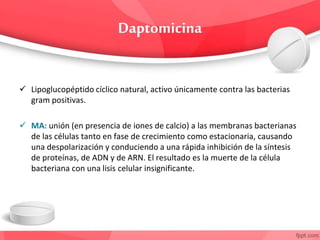  Lipoglucopéptido cíclico natural, activo únicamente contra las bacterias
gram positivas.
 MA: unión (en presencia de iones de calcio) a las membranas bacterianas
de las células tanto en fase de crecimiento como estacionaria, causando
una despolarización y conduciendo a una rápida inhibición de la síntesis
de proteínas, de ADN y de ARN. El resultado es la muerte de la célula
bacteriana con una lisis celular insignificante.
 