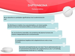 No se absorbe en cantidades significativas tras la administración
oral
Se distribuye en tejidos muy vascularizados y, en menor grado,
penetra la barrera hematoencefálica y la barrera placentaria
Se une de forma reversible a las proteínas del plasma humano de
manera independiente de la concentración.
El metabolismo hepático de la daptomicina es nulo o muy
limitado
Excreción principalmente por vía renal. Tras la administración vev,
el aclaramiento plasmático de la daptomicina es de 7 a 9 ml/h/kg
y aclaramiento renal de 4 a 7 ml/h/kg.
 