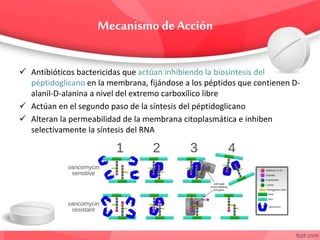  Antibióticos bactericidas que actúan inhibiendo la biosíntesis del
péptidoglicano en la membrana, fijándose a los péptidos que contienen D-
alanil-D-alanina a nivel del extremo carboxílico libre
 Actúan en el segundo paso de la síntesis del péptidoglicano
 Alteran la permeabilidad de la membrana citoplasmática e inhiben
selectivamente la síntesis del RNA
 