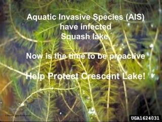 Aquatic Invasive Species (AIS) have infected Squash lake. Now is the time to be proactive Help Protect Crescent Lake!  1 Crescent Lake Association  