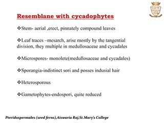 Pteridospermales (seed ferns),Aiswaria Raj,St.Mary’s College
Resemblane with cycadophytes
Stem- aerial ,erect, pinnately compound leaves
Leaf traces –mesarch, arise mostly by the tangential
division, they multiple in medullosaceae and cycadales
Microspores- monolete(medullosaceae and cycadales)
Sporangia-indistinct sori and posses indusial hair
Heterosporous
Gametophytes-endospori, quite reduced
 