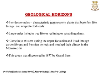 Pteridospermales (seed ferns),Aiswaria Raj,St.Mary’s College
GEOLOGICAL HORIZONS
Pteridospermales - characteristic gymnosperm plants that bore fern like
foliage and un-protected seeds
Large order includes tree like or reclining or sprawling plants.
 Came in to existent during the upper Devonian and lived through
carboniferous and Permian periods and reached their climax in the
Mesozoic era
This group was discovered in 1877 by Grand Eury.
 