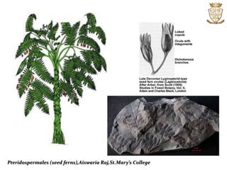 Pteridospermales (seed ferns),Aiswaria Raj,St.Mary’s College
 