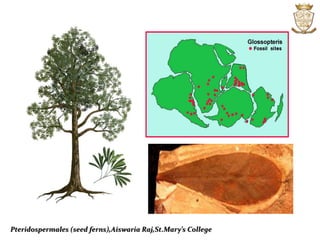Pteridospermales (seed ferns),Aiswaria Raj,St.Mary’s College
 