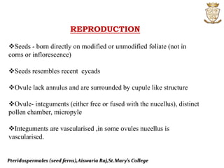 Pteridospermales (seed ferns),Aiswaria Raj,St.Mary’s College
REPRODUCTION
Seeds - born directly on modified or unmodified foliate (not in
corns or inflorescence)
Seeds resembles recent cycads
Ovule lack annulus and are surrounded by cupule like structure
Ovule- integuments (either free or fused with the nucellus), distinct
pollen chamber, micropyle
Integuments are vascularised ,in some ovules nucellus is
vascularised.
 