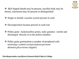 Pteridospermales (seed ferns),Aiswaria Raj,St.Mary’s College
 Bell shaped sheath may be present, nucellar beak may be
absent, sclerotesta may be present or distinguished
 Single or double vascular system present in seed
 Decomposition lacunae present in seed coat
 Pollen grain –lacked pollen grains, male gametes –motile and
discharged directly in to the pollen chamber .
 Pollen grain germination-a number of peripheral cells
enclosing a central cavity(stephanospermum
akenoies,physostoma elegans)
 