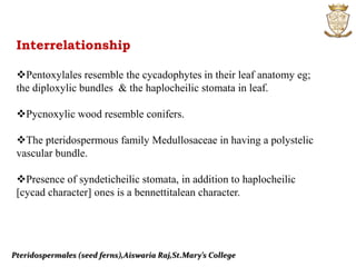 Pteridospermales (seed ferns),Aiswaria Raj,St.Mary’s College
Interrelationship
Pentoxylales resemble the cycadophytes in their leaf anatomy eg;
the diploxylic bundles & the haplocheilic stomata in leaf.
Pycnoxylic wood resemble conifers.
The pteridospermous family Medullosaceae in having a polystelic
vascular bundle.
Presence of syndeticheilic stomata, in addition to haplocheilic
[cycad character] ones is a bennettitalean character.
 