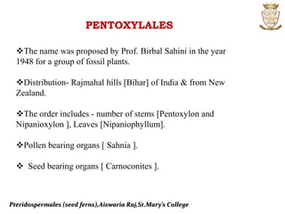 Pteridospermales (seed ferns),Aiswaria Raj,St.Mary’s College
PENTOXYLALES
The name was proposed by Prof. Birbal Sahini in the year
1948 for a group of fossil plants.
Distribution- Rajmahal hills [Bihar] of India & from New
Zealand.
The order includes - number of stems [Pentoxylon and
Nipanioxylon ], Leaves [Nipaniophyllum].
Pollen bearing organs [ Sahnia ].
 Seed bearing organs [ Carnoconites ].
 