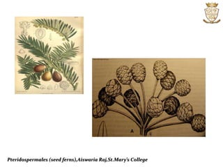 Pteridospermales (seed ferns),Aiswaria Raj,St.Mary’s College
 