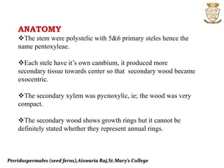 Pteridospermales (seed ferns),Aiswaria Raj,St.Mary’s College
ANATOMY
The stem were polystelic with 5&6 primary steles hence the
name pentoxyleae.
Each stele have it’s own cambium, it produced more
secondary tissue towards center so that secondary wood became
exocentric.
The secondary xylem was pycnoxylic, ie; the wood was very
compact.
The secondary wood shows growth rings but it cannot be
definitely stated whether they represent annual rings.
 