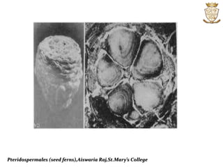 Pteridospermales (seed ferns),Aiswaria Raj,St.Mary’s College
 