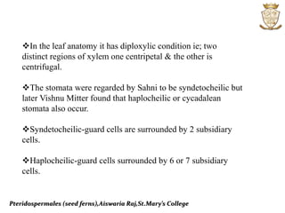 Pteridospermales (seed ferns),Aiswaria Raj,St.Mary’s College
In the leaf anatomy it has diploxylic condition ie; two
distinct regions of xylem one centripetal & the other is
centrifugal.
The stomata were regarded by Sahni to be syndetocheilic but
later Vishnu Mitter found that haplocheilic or cycadalean
stomata also occur.
Syndetocheilic-guard cells are surrounded by 2 subsidiary
cells.
Haplocheilic-guard cells surrounded by 6 or 7 subsidiary
cells.
 