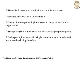 Pteridospermales (seed ferns),Aiswaria Raj,St.Mary’s College
The male flowers born terminally on short lateral shoots.
Each flower consisted of a receptacle.
About 24 microsporangiophores were arranged around it in a
single whorl.
The sporangia is unilocular & contain boat-shaped pollen grains.
Each sporangium received a single vascular bundle that divided
into several radiating branches.
 