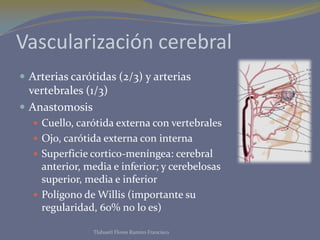 Vascularización cerebral
 Arterias carótidas (2/3) y arterias
  vertebrales (1/3)
 Anastomosis
   Cuello, carótida externa con vertebrales
   Ojo, carótida externa con interna
   Superficie cortico-meníngea: cerebral
    anterior, media e inferior; y cerebelosas
    superior, media e inferior
   Polígono de Willis (importante su
    regularidad, 60% no lo es)

               Tlahuetl Flores Ramiro Francisco
 
