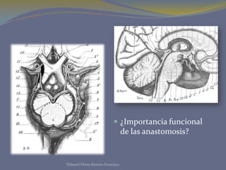  ¿Importancia funcional
                                   de las anastomosis?


Tlahuetl Flores Ramiro Francisco
 