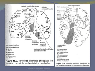 Tlahuetl Flores Ramiro Francisco
 
