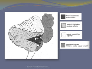 Tlahuetl Flores Ramiro Francisco
 