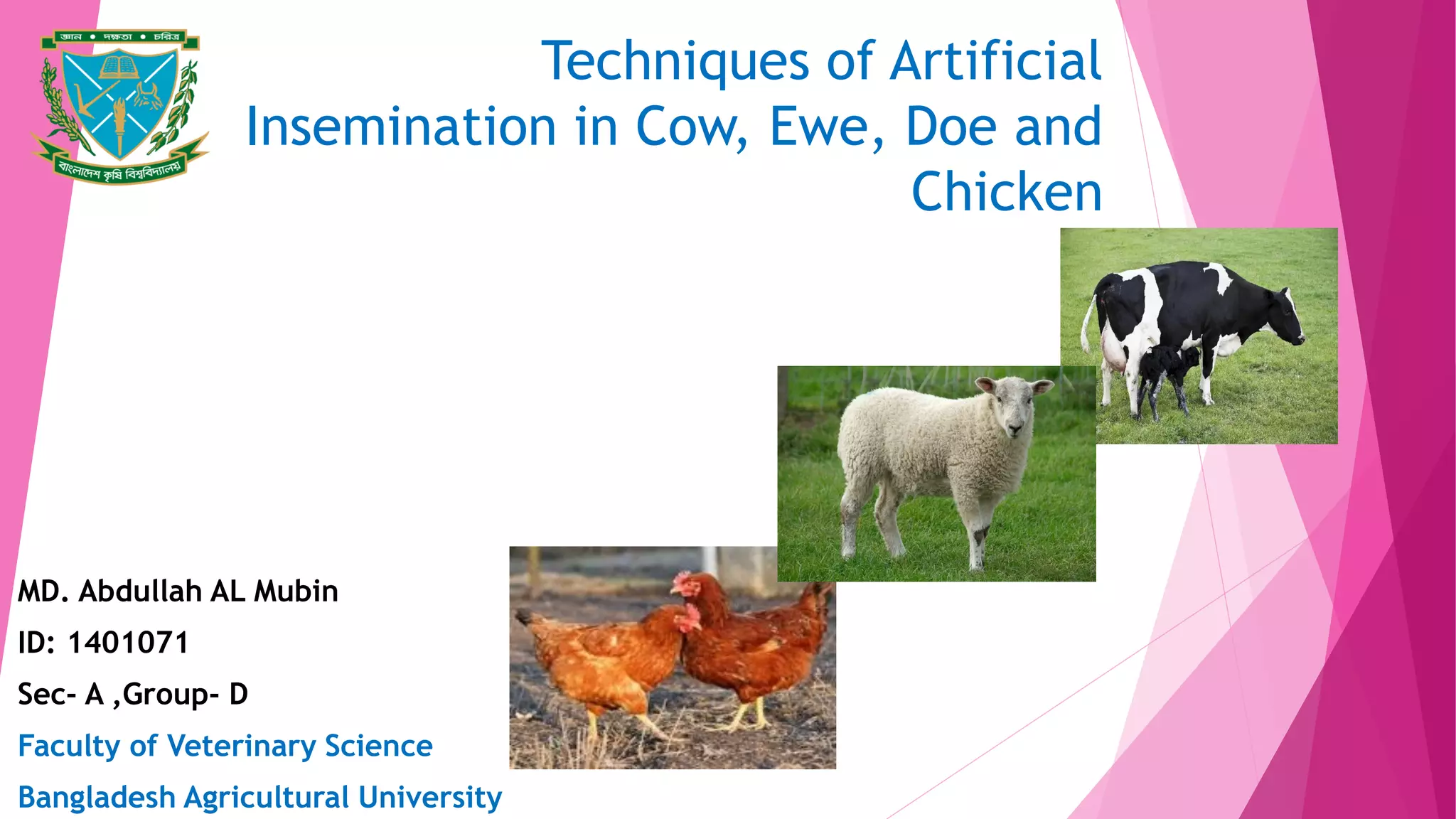 Techniques of Artificial Insemination in Cow, Doe, Ewe and Chicken PPT