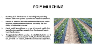 POLY MULCHING
1. Mulching is an effective way of insulating and protecting
delicate plant root systems against harsh weather conditions.
2. It works as a barrier that improves the soil's nutrient profile.
Mulching also reduces erosion while enhancing the soil’s
ability to hold more moisture.
3. Plastic mulch is considered as a type of inorganic mulch. This
type of mulching utilizes polyethylene film to shield plants
from the elements.
4. The polyethylene film is usually a sheet of black plastic and it
works the same way as organic mulch, the film insulates the
soil, prevents soil erosion, and reduces moisture evaporation.
 