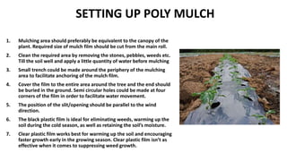 SETTING UP POLY MULCH
1. Mulching area should preferably be equivalent to the canopy of the
plant. Required size of mulch film should be cut from the main roll.
2. Clean the required area by removing the stones, pebbles, weeds etc.
Till the soil well and apply a little quantity of water before mulching
3. Small trench could be made around the periphery of the mulching
area to facilitate anchoring of the mulch film.
4. Cover the film to the entire area around the tree and the end should
be buried in the ground. Semi circular holes could be made at four
corners of the film in order to facilitate water movement.
5. The position of the slit/opening should be parallel to the wind
direction.
6. The black plastic film is ideal for eliminating weeds, warming up the
soil during the cold season, as well as retaining the soil’s moisture.
7. Clear plastic film works best for warming up the soil and encouraging
faster growth early in the growing season. Clear plastic film isn’t as
effective when it comes to suppressing weed growth.
 